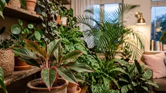 Bez toksyn: 7 roślin doniczkowych, które w naturalny sposób oczyszczają powietrze w pomieszczeniach