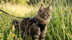 Nie samotny wędrowiec: czy warto wyprowadzać kota na spacer i jak to robić prawidłowo