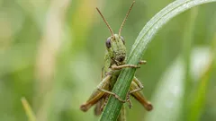 Co oznacza śpiew świerszczy: najczęstsze przyczyny i jak zlokalizować źródło dźwięku