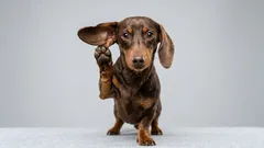 Uwaga, Twój pies słucha: co zwierzęta domowe wyczytują z Twoich rozmów